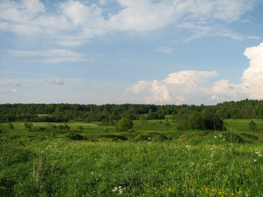 Вологодская область, место д. Берег. Лето 2009.