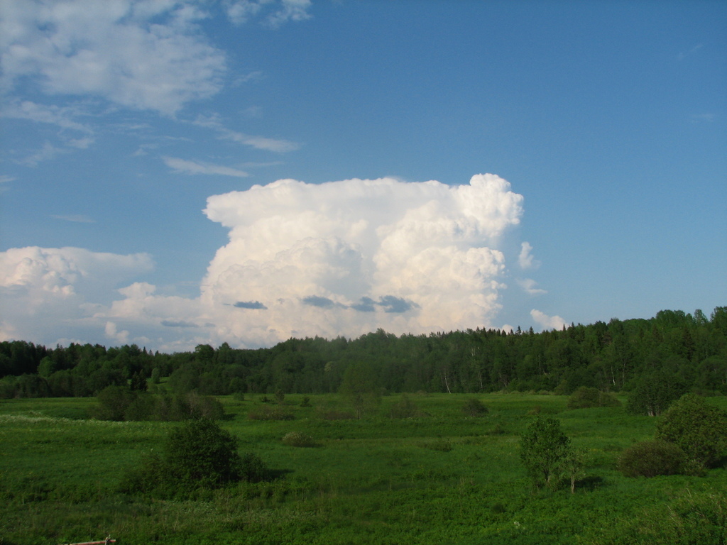 Вологодская область, место д. Берег. Лето 2009.