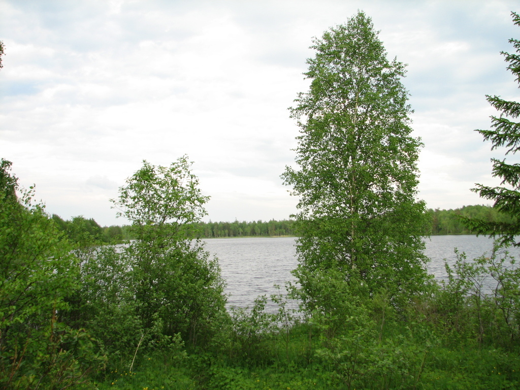 Вологодская область, Клементьевское озеро. Лето 2009.