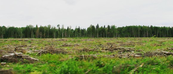 Вологодская область, вырубки вдоль трассы. Лето 2012.