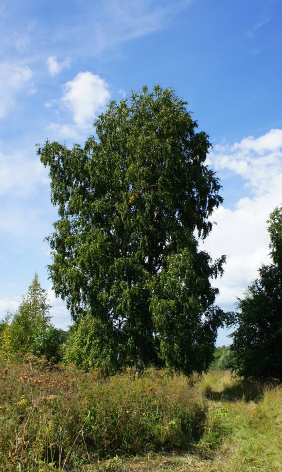 Респ. Карелия, Медвежьегорский р-н, ур. Яндомозеро. Лето 2013.