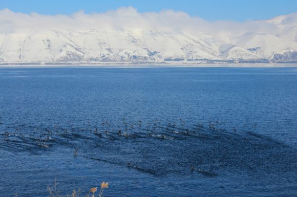 Это самое большое озеро Кавказа (площадь 1240 км²).
