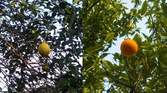Прямо над головой висели апельсины и лимоны.
