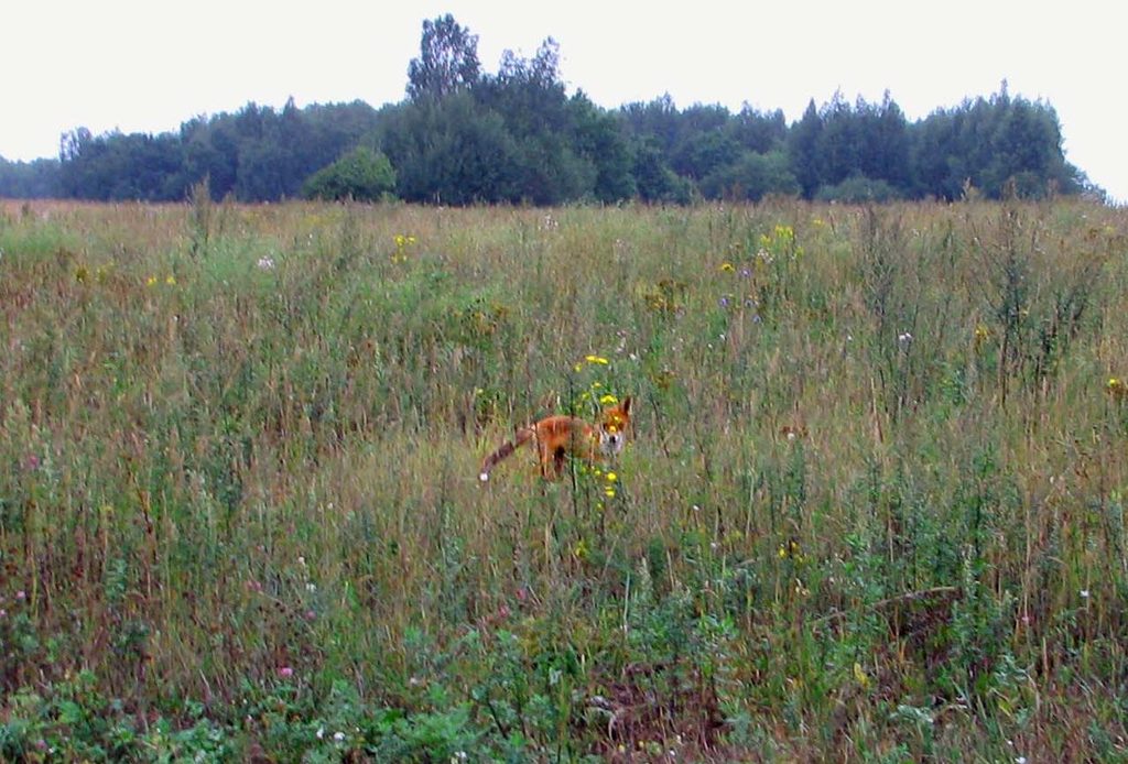 Владимирская область. Лето 2011.