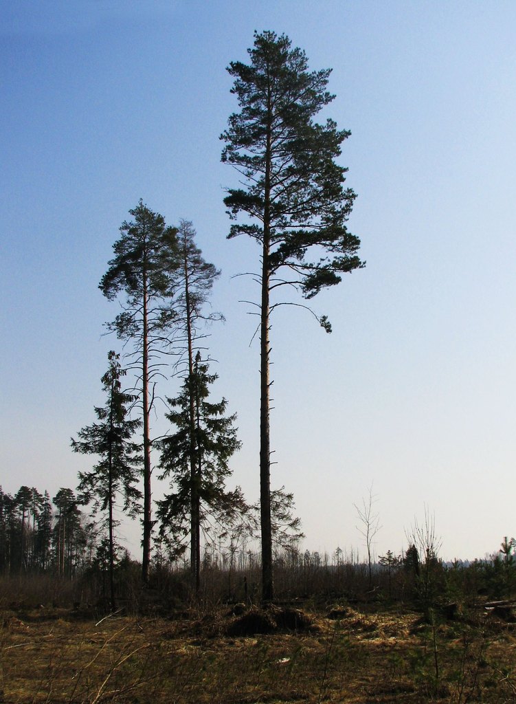 Шушмор. Весна 2008.