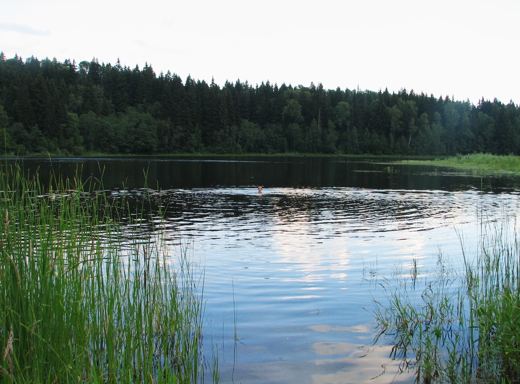 Московская область, Озерковское водохранилище. Лето 2008.