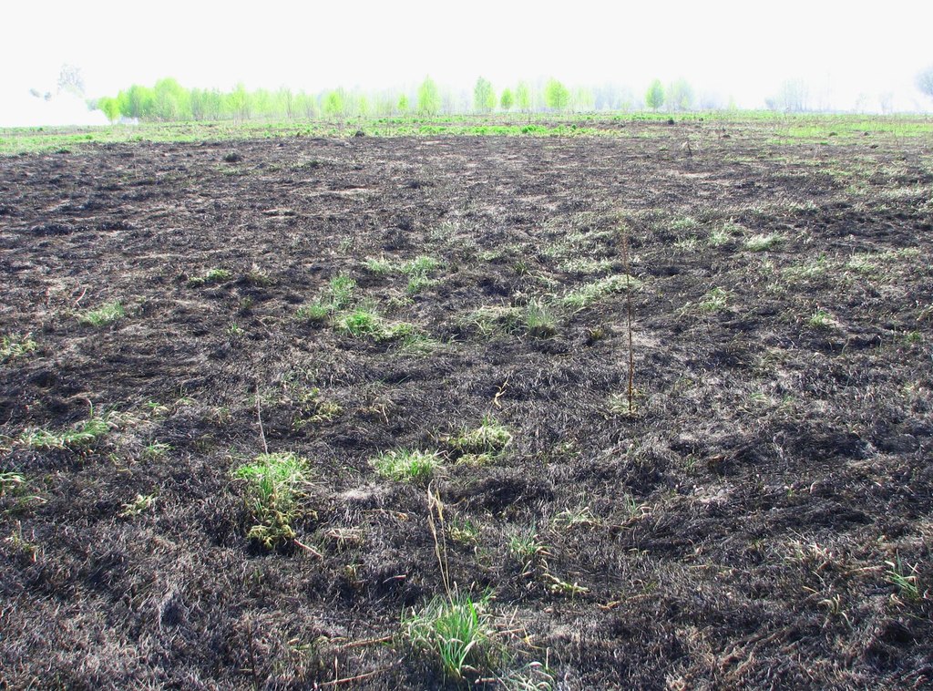 Церковь Рождества Богородицы в Ковырево Кольчугинского района Владимирской области. Май 2008.