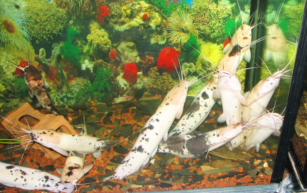 Краснодарский край, г.Анапа. Лето 2008.