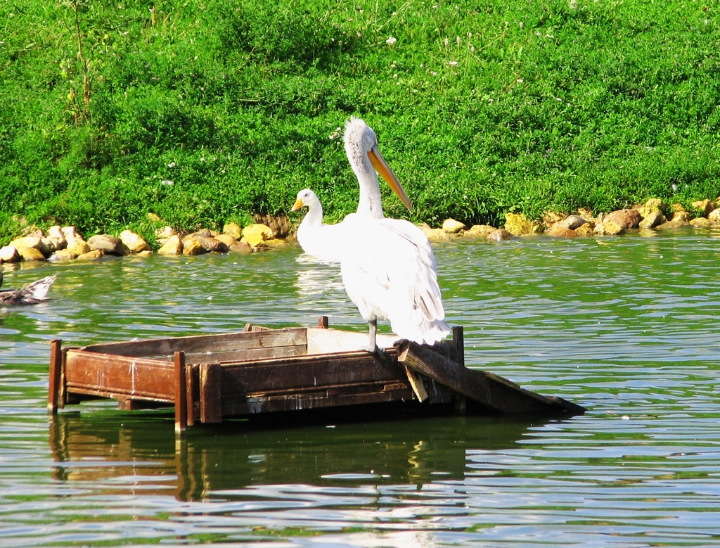 Калужская обла., Жуковский р-н, д.Воробьи. Парк птиц. Лето 2009.