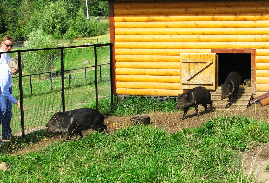 Калужская обла., Жуковский р-н, д.Воробьи. Парк птиц. Лето 2009.